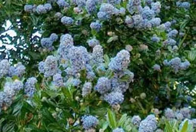 Ceanothus impressus Victoria Pot C2Litres