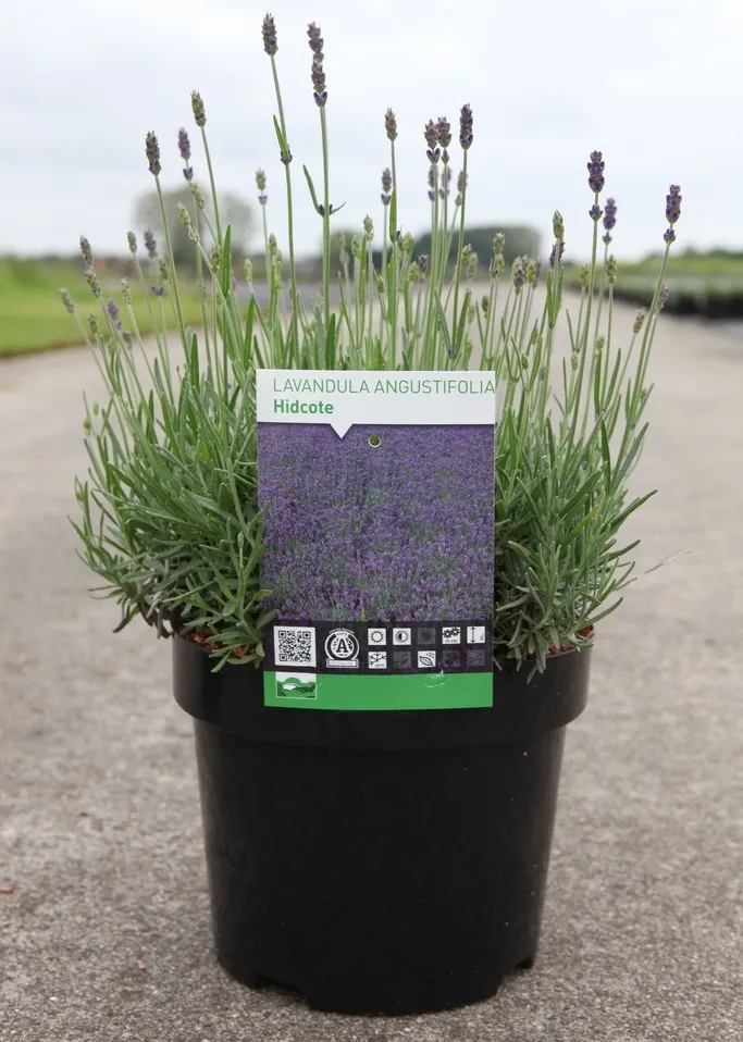 [104764] Lavandula Hidcote XTRA Pot C3.6Litres 