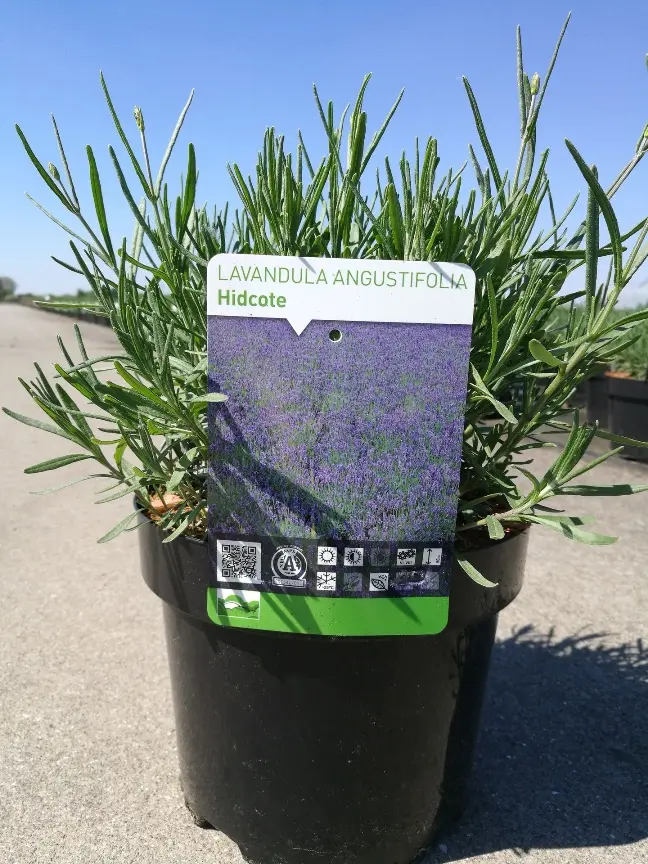 Lavandula Hidcote XXTRA Pot C3.6Litres 