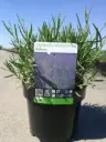Lavandula Hidcote XXTRA Pot C3.6Litres 