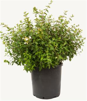 Abelia grandiflora Prostrata Pot C3