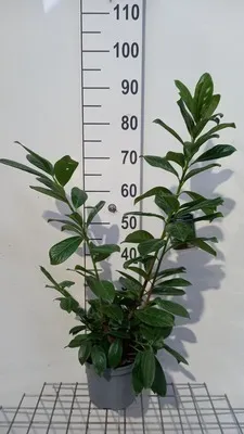 [131094] Prunus laur. Novita 60 80 cm motte ou pot - Laurier *** Remise importante à partir de 10 plantes **