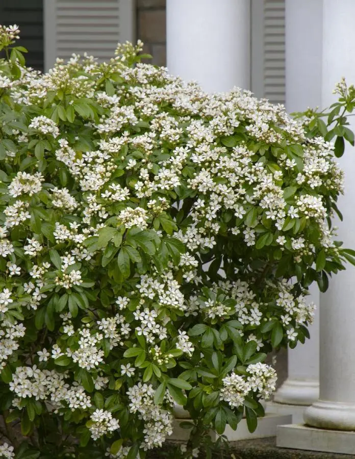 Choisya ternata 030 040 Pot C2Litres **Persistant et très parfumé **