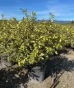 Elaeagnus ebbingei Eleador Pot C3.5L ** Chalef d'Ebbing **