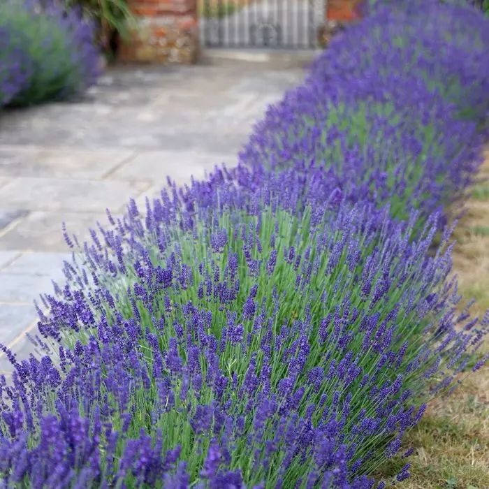 [123683] Lavandula Hidcote Pot C1.5L PLL4
