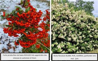 Pyracantha coccinea Red Column 100 125 cm Pot P16 cm - Buisson ardent.