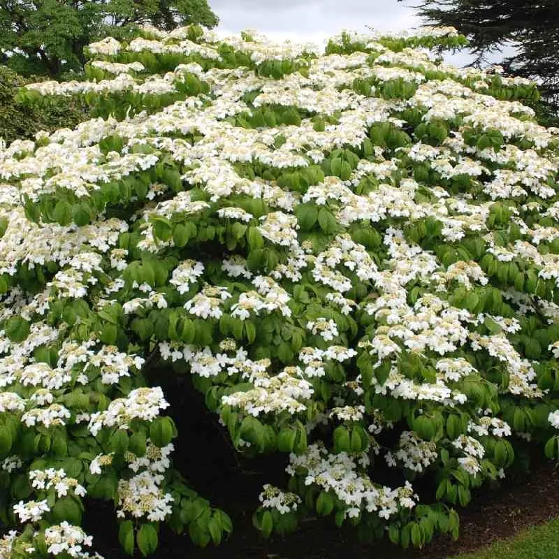 Viburnum plicatum Mariesii 80 100 cm Xtra Pot C12L