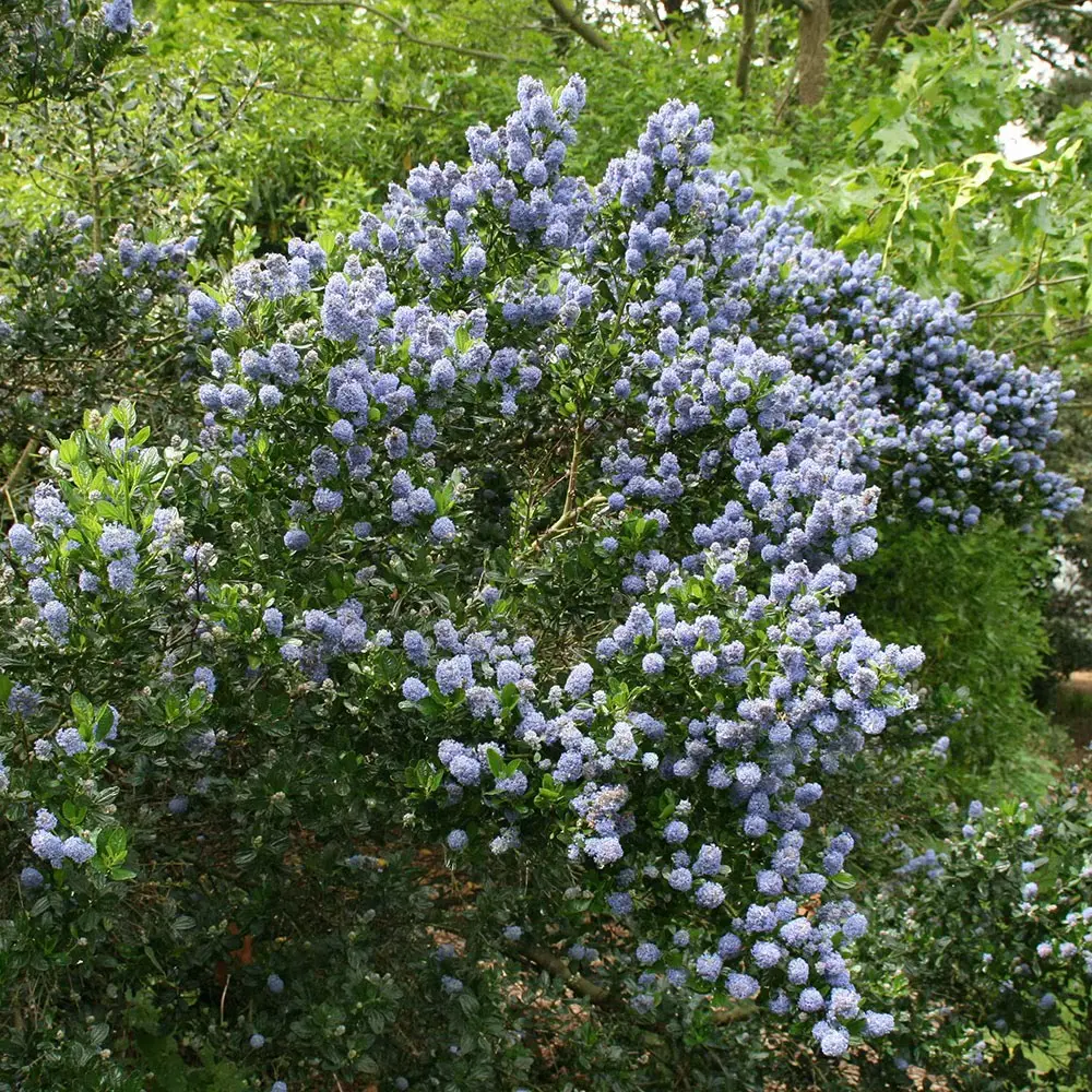 Ceanothus thyrsiflorus Skylark Pot P17