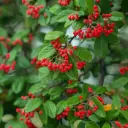 Cotoneaster franchetii 80 100 Pot C3L