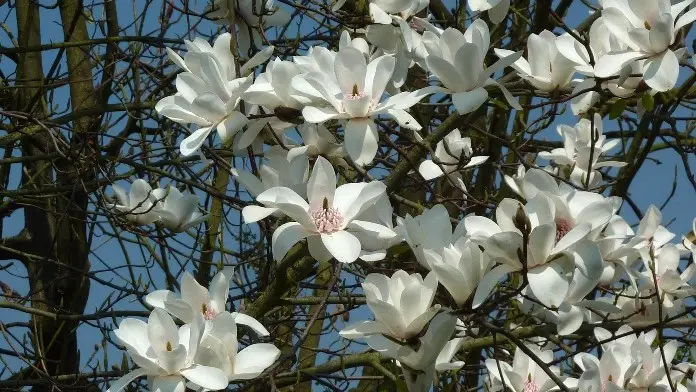 Magnolia Joli Pompon 100 125 cm Pot C12Litres