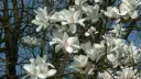 Magnolia Joli Pompon 100 125 cm Pot C12Litres