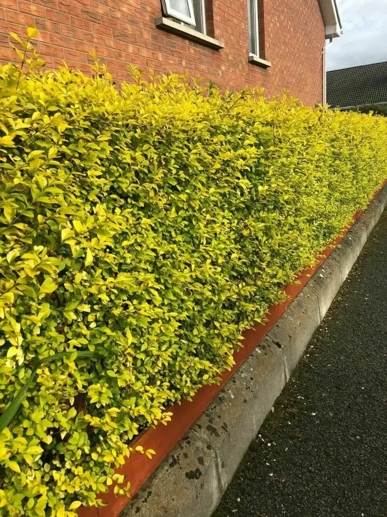 Ligustrum ovalifolium Aureum 80 100 cm Touffe forte Pot - troène doré