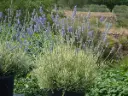 Lavandula intermedia Platinum Blonde  Pot C3.6