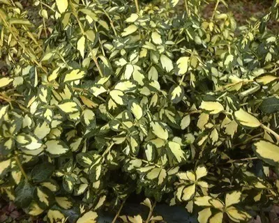 Euonymus fortunei Blondy Pot C2Litres