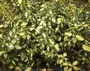 Euonymus fortunei Blondy Pot C2Litres