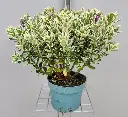Hebe panachée Addenda mix Pot  P17 cm - Veronique arbustive.