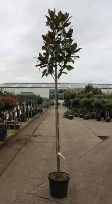 Magnolia grandiflora Gallisoniensis Haute Tige 10 12 Pot
