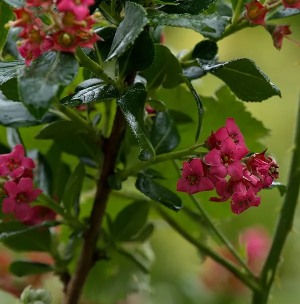 Escallonia Red Elf Pot C3