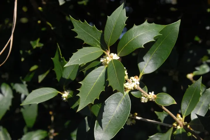 Osmanthus heterophyllus 040 060 cm Pot C3.6Litres - Très parfumé.