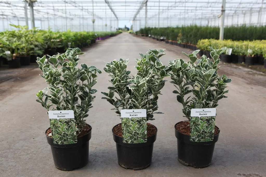Euonymus japonicus Kathy 50 cm Pot 27cm