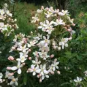 Choisya ternata Greenfingers Lissfing  Pot C5Litres * Oranger du Mexique parfumé.