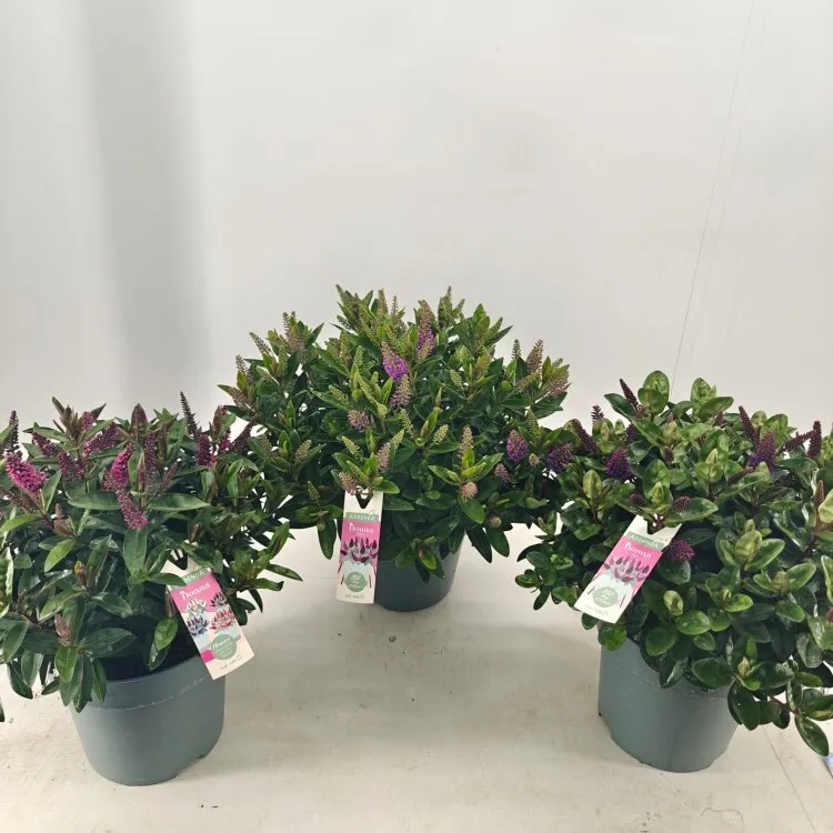 Hebe feuillage decoratif MIX Pot C2/P17 cm