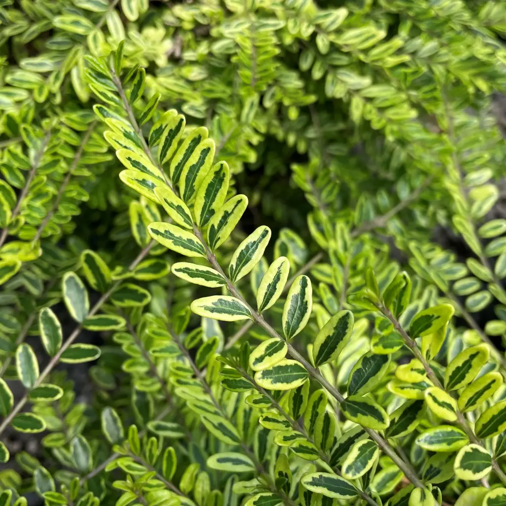 Lonicera nitida Lemon Beauty Pot C3Litres