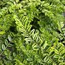 Lonicera nitida Lemon Beauty Pot C3Litres