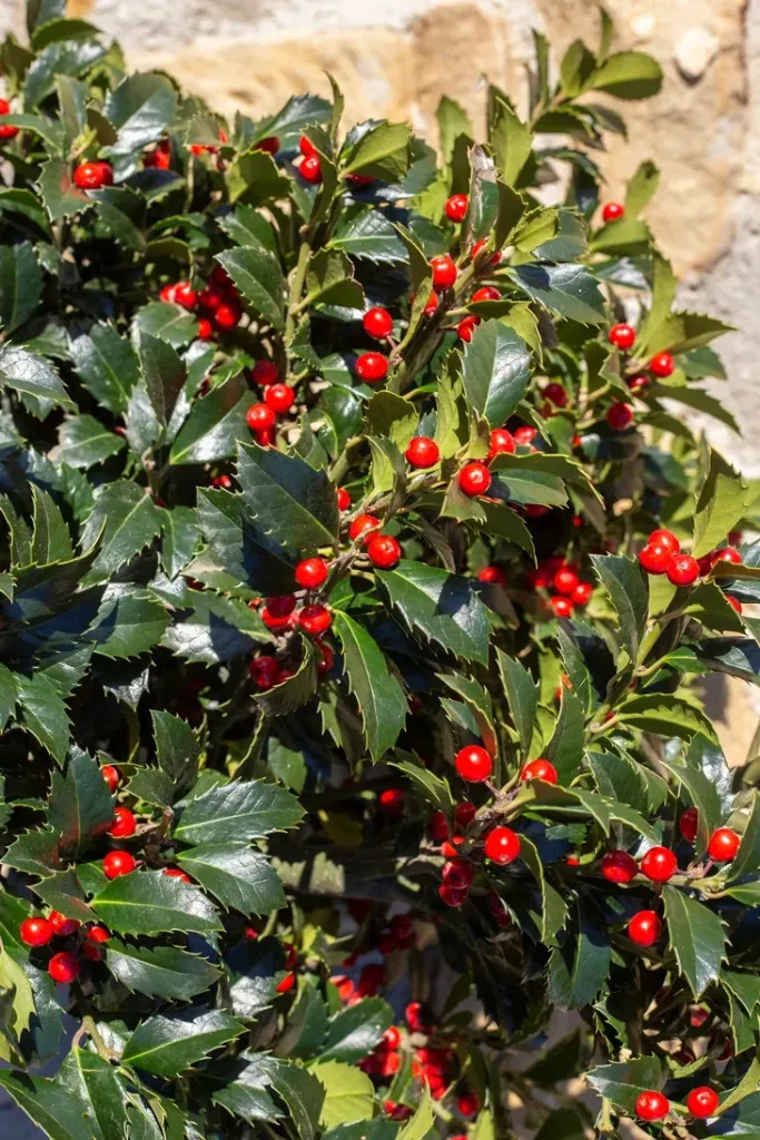 [100869] Ilex aquifolium 125 150 cm Motte - Houx commun