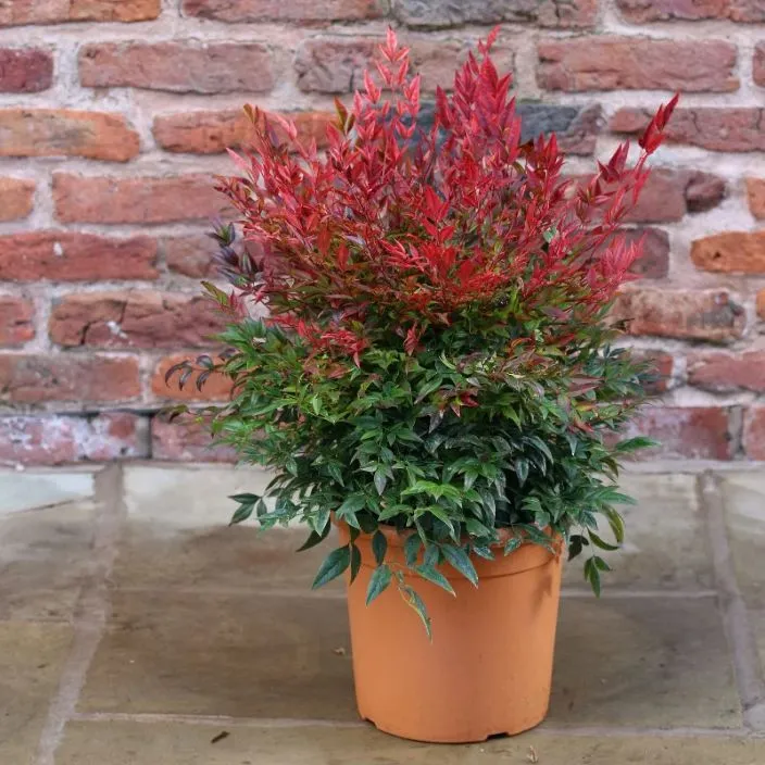 Nandina domestica Obsessed® 50 60 Pot C10Litres