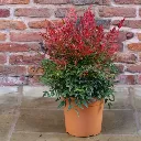 Nandina domestica Obsessed® 50 60 Pot C10Litres