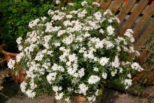 Choisya ternata White Dazzler® XL 60 80 Pot C15Litres ** Oranger du Mexique parfumé **