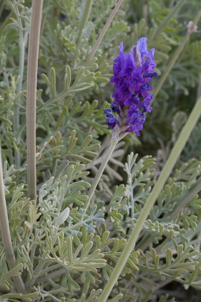 Lavandula pinnata var. Pinnata Pot C 1.5L