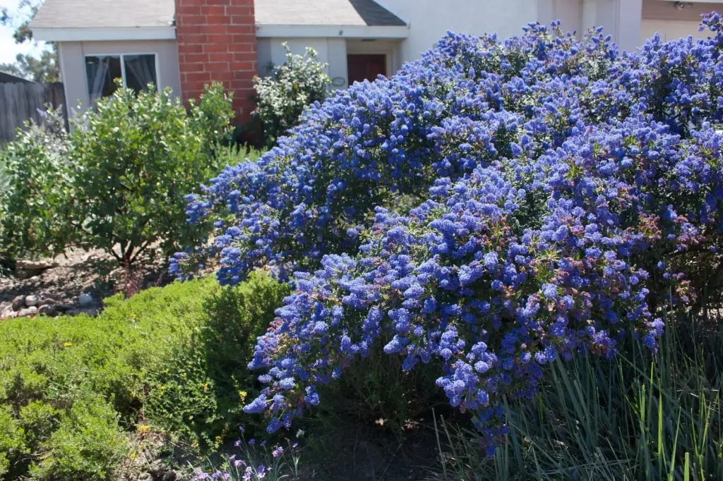 Ceanothus Concha 125  150cm XTRA Pot 10Litres