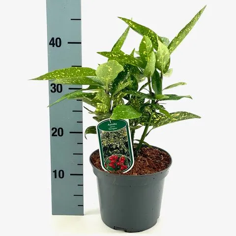 Aucuba japonica Variegata 020 030 cm Pot P13 cm