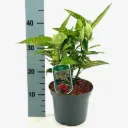 Aucuba japonica Variegata 020 030 cm Pot P13 cm