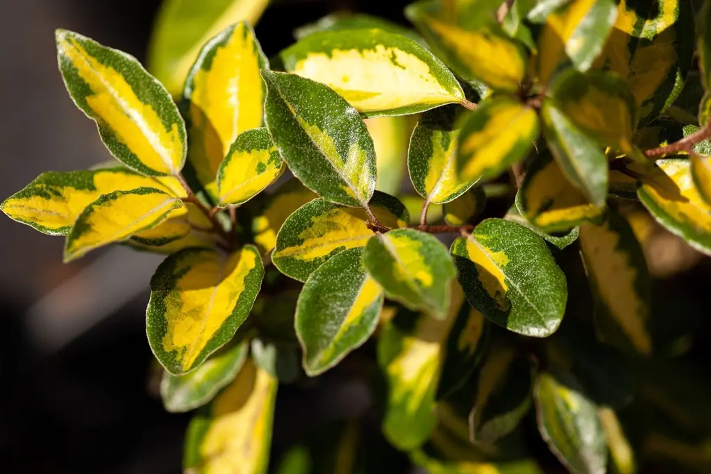 Elaeagnus ebbingei Limelight 100 125 cm Pot C15 ** Chalef **