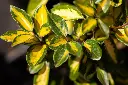 Elaeagnus ebbingei Limelight 100 125 cm Pot C15 ** Chalef **