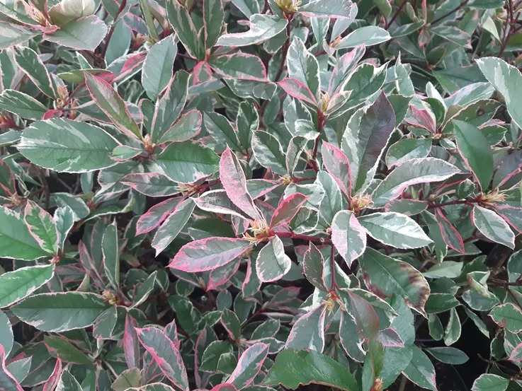 Photinia fraseri Pink Marble 100 125 cm Pot C10Litres