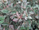 Photinia fraseri Pink Marble 100 125 cm Pot C10Litres