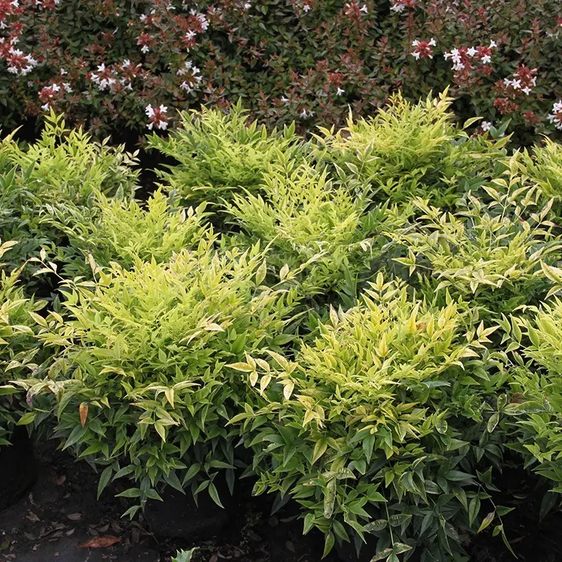Nandina domestica Lemon Lime Pot P21 cm