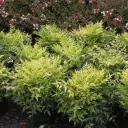Nandina domestica Lemon Lime Pot P21 cm