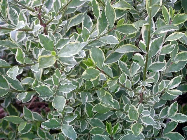 Ligustrum ovalifolium Argenteum 60 80  cm Pot C3 ** Troene argente **