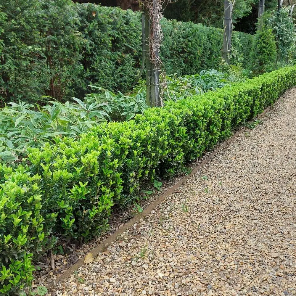 Euonymus japonica Green Spire 20/+ Pot P13 ** Alternative au buis pour le soleil **
