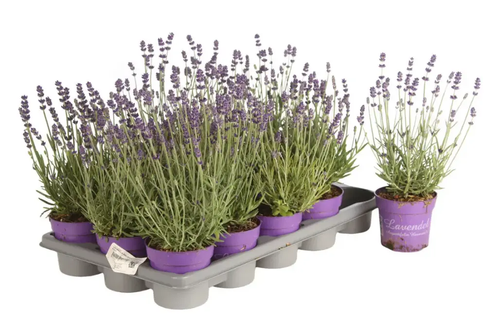 Lavandula angustifolia Havanna Pot 10.5