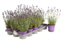 Lavandula angustifolia Havanna P26cm