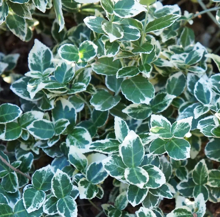 Euonymus fortunei Emerald Gaiety Pot P17