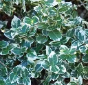 Euonymus fortunei Emerald Gaiety Pot P17
