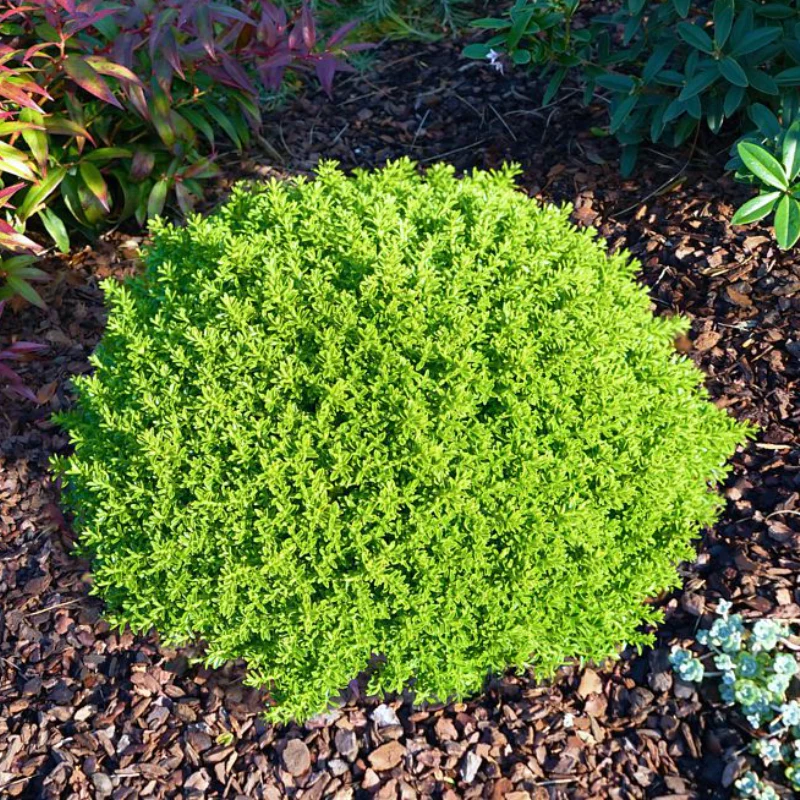 Hebe Green Globe Pot P12 / pc