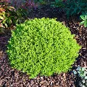 Hebe Green Globe Pot P12 / pc